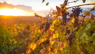 Stanthorpe Winery