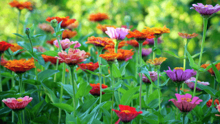 Toowoomba Carnival of Flowers