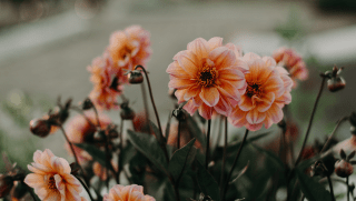 Toowoomba Carnival of Flowers