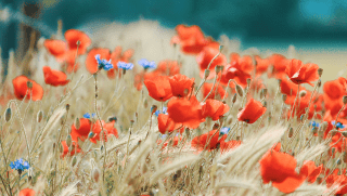 Toowoomba Carnival of Flowers